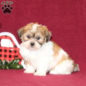 Alyssa, Teddy Bear Puppy